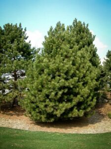 Сосна Чёрная (Pinus Nigra) купить по цене от 270.00р. в интернет-магазине «Посадика» с доставкой почтой в в Комсомольск-на-Амурее и по всей России – [изображение №1].