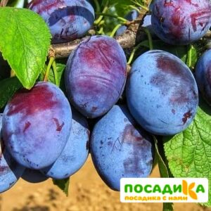 Слива Чачакская ранняя купить по цене от 229.00р. в интернет-магазине «Посадика» с доставкой почтой в в Комсомольск-на-Амурее и по всей России – [изображение №1].