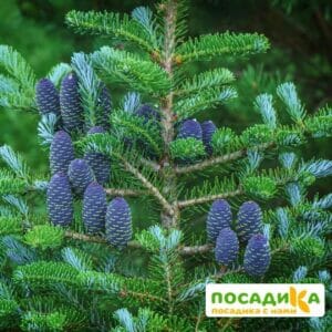 Пихта корейская (Abies koreana) купить по цене от 450.00р. в интернет-магазине «Посадика» с доставкой почтой в в Комсомольск-на-Амурее и по всей России – [изображение №1].