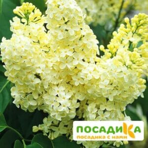 Сирень Примроуз (Primrose) купить по цене от 529.00р. в интернет-магазине «Посадика» с доставкой почтой в в Комсомольск-на-Амурее и по всей России – [изображение №1].