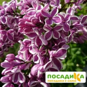 Сирень Сенсация купить по цене от 529.00р. в интернет-магазине «Посадика» с доставкой почтой в в Комсомольск-на-Амурее и по всей России – [изображение №1].