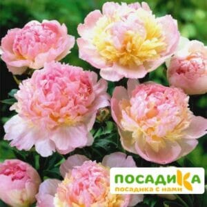 Пион Распберри Сандей (Paeonia Raspberry Sundae) купить по цене от 959р. в интернет-магазине «Посадика» с доставкой почтой в в Комсомольск-на-Амурее и по всей России – [изображение №1].