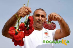 Клубника Гигант Джорнея купить по цене от 266р. в интернет-магазине «Посадика» с доставкой почтой в в Комсомольск-на-Амурее и по всей России – [изображение №1].