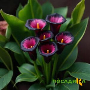 Калла Аура Лейс купить по цене от 400р. в интернет-магазине «Посадика» с доставкой почтой в в Комсомольск-на-Амурее и по всей России – [изображение №1].