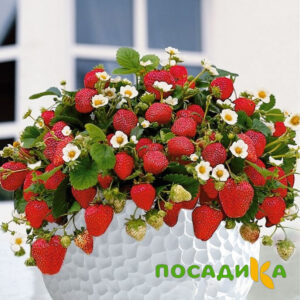 Клубника Рубиновый Шепот (горшечная) купить по цене от 240р. в интернет-магазине «Посадика» с доставкой почтой в в Комсомольск-на-Амурее и по всей России – [изображение №1].