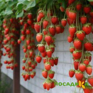 Клубника вьющаяся Комплимент купить по цене от 470р. в интернет-магазине «Посадика» с доставкой почтой в в Комсомольск-на-Амурее и по всей России – [изображение №1].