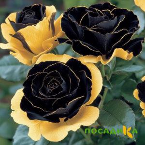 Роза Ханни Сикл купить по цене от 700р. в интернет-магазине «Посадика» с доставкой почтой в в Комсомольск-на-Амурее и по всей России – [изображение №1].