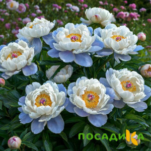 Пион акварельный Этюд купить по цене от 806р. в интернет-магазине «Посадика» с доставкой почтой в в Комсомольск-на-Амурее и по всей России – [изображение №1].