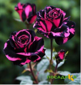Роза Багровый Шепот купить по цене от 366р. в интернет-магазине «Посадика» с доставкой почтой в в Комсомольск-на-Амурее и по всей России – [изображение №1].