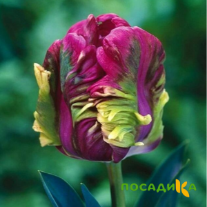 Тюльпан Экзотик Хэвен купить по цене от 186р. в интернет-магазине «Посадика» с доставкой почтой в в Комсомольск-на-Амурее и по всей России – [изображение №1].