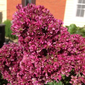 Флокс Филингс купить по цене от 329р. в интернет-магазине «Посадика» с доставкой почтой в в Комсомольск-на-Амурее и по всей России – [изображение №1].