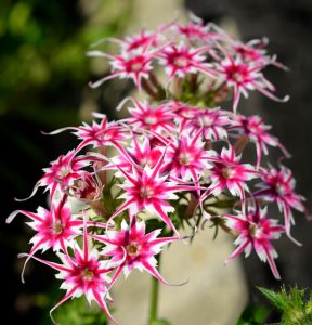 Флокс Метельчатый Путь купить по цене от 456р. в интернет-магазине «Посадика» с доставкой почтой в в Комсомольск-на-Амурее и по всей России – [изображение №1].