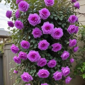 Роза Мистик Уайт купить по цене от 620р. в интернет-магазине «Посадика» с доставкой почтой в в Комсомольск-на-Амурее и по всей России – [изображение №1].