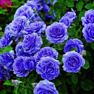 Роза Блю Мун купить по цене от 450р. в интернет-магазине «Посадика» с доставкой почтой в в Комсомольск-на-Амурее и по всей России – [изображение №1].