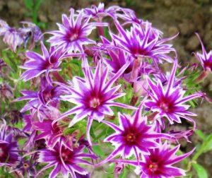 Флокс Звездное Кружево купить по цене от 361р. в интернет-магазине «Посадика» с доставкой почтой в в Комсомольск-на-Амурее и по всей России – [изображение №1].