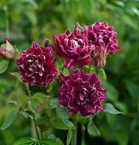 Роза Опаловый Пейзаж купить по цене от 490р. в интернет-магазине «Посадика» с доставкой почтой в в Комсомольск-на-Амурее и по всей России – [изображение №1].