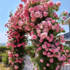 Роза Пастель Розе купить по цене от 605р. в интернет-магазине «Посадика» с доставкой почтой в в Комсомольск-на-Амурее и по всей России – [изображение №1].