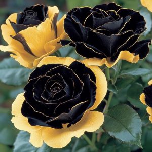 Роза Ханни Сикл купить по цене от 700р. в интернет-магазине «Посадика» с доставкой почтой в в Комсомольск-на-Амурее и по всей России – [изображение №1].