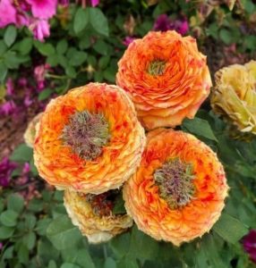 Роза Золотой Мираж купить по цене от 420р. в интернет-магазине «Посадика» с доставкой почтой в в Комсомольск-на-Амурее и по всей России – [изображение №1].